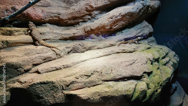 Fototapeta Lizard resting on sandstone rocks