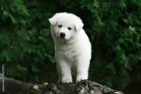 Obraz Craquant petit chiot Berger Blanc suisse