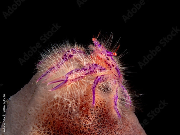 Obraz Hairy Lobster