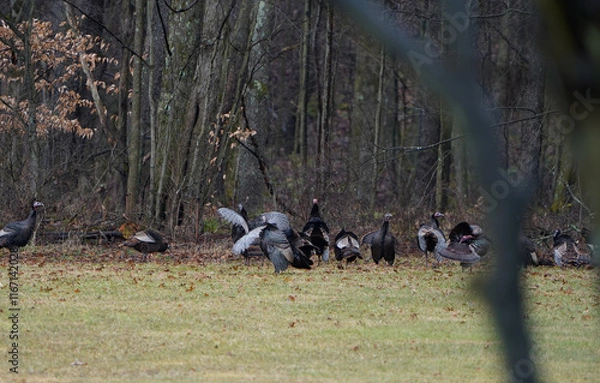 Fototapeta Flock of wild turkeys at the edge of the woods in Western Pennsylvania.