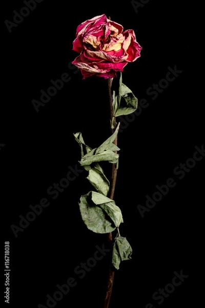 Obraz Dried red rose flower on background. Isolated. For use in collage or some over work. Flower dried in natural conditions with save it three-dimensional structure.