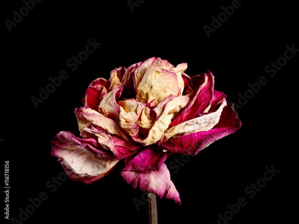 Obraz Dried red rose flower on background. Isolated. For use in collage or some over work. Flower dried in natural conditions with save it three-dimensional structure.