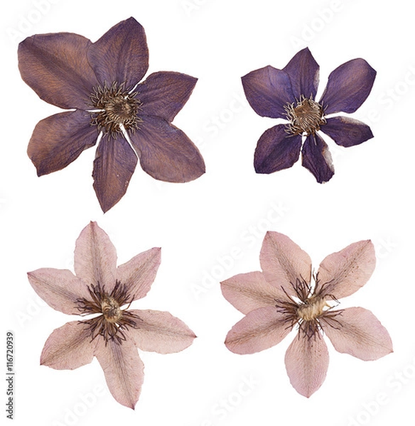 Obraz Head pressed dried flowers isolated