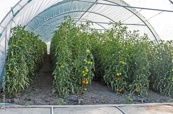 Obraz Stalks of Tomatoes and fruits on the stalks in the Greenhouse