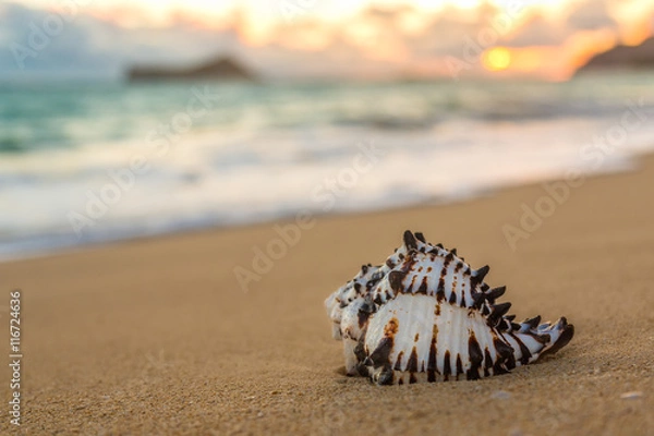 Obraz Conch Shell at Sunrise