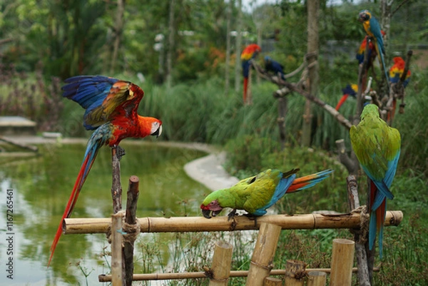 Fototapeta Singapore, Asia, a colorful bird perched on top of a parrot