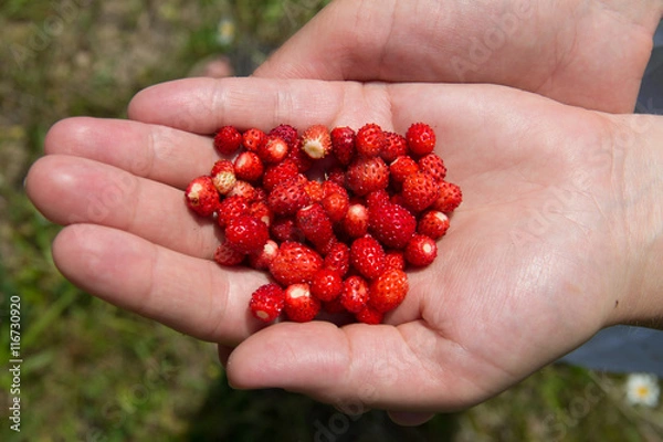 Obraz Урожай земляники лесной на ладони