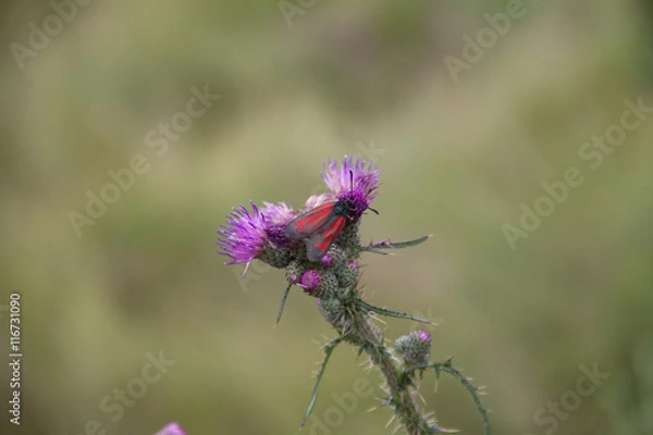 Obraz Бабочка Пестрянка на черотополохе