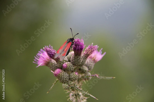 Obraz Бабочка Пестрянка на черотополохе