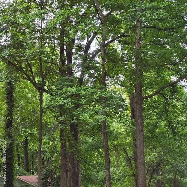 Obraz Beautiful forest in my backyard 