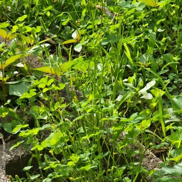 Obraz plant in the garden
