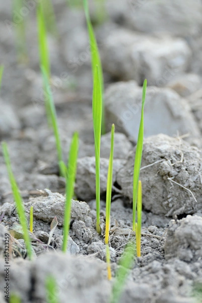 Fototapeta closeup the ripe green soil wheat stitch plant growing with leaves in the farm field with clay soft focus natural green brown background.