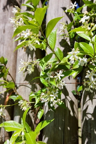 Fototapeta edificios, flores, plantas, verde