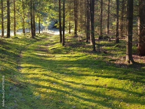 Fototapeta A forest path lit by low golden late afternoon sunlight.