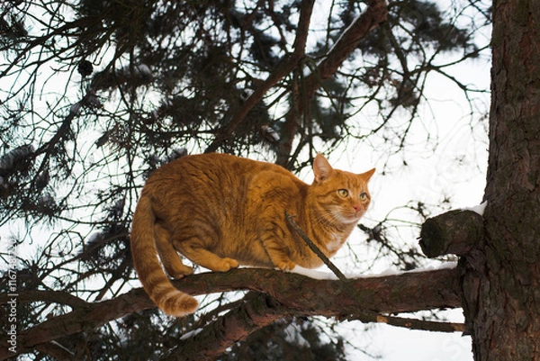 Obraz cat on tree