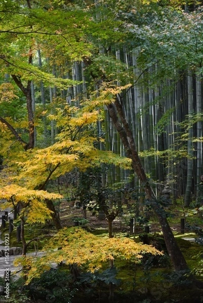 Obraz Japan landscape background