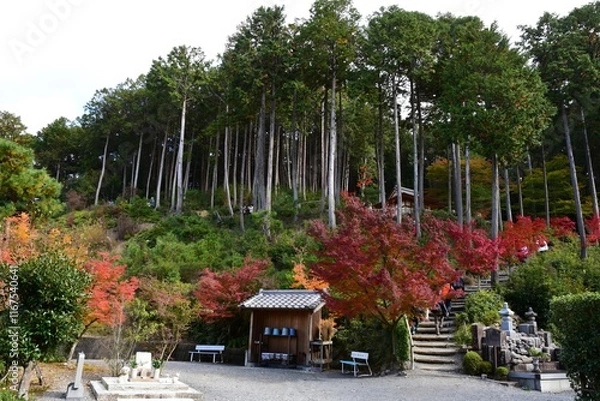 Obraz Japan landscape background