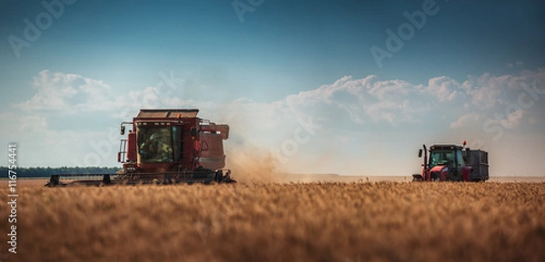 Fototapeta Combine harvester agriculture machine harvesting golden ripe whe