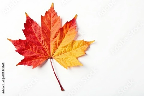 Fototapeta Intensely colored maple leaf, isolated, pure white backdrop, texture, photo, leaf