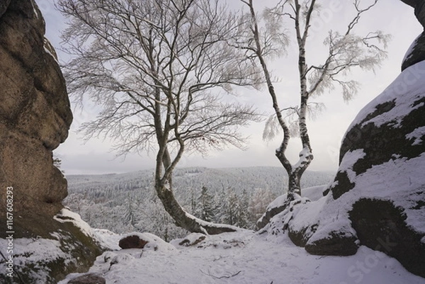 Obraz trees in the snow