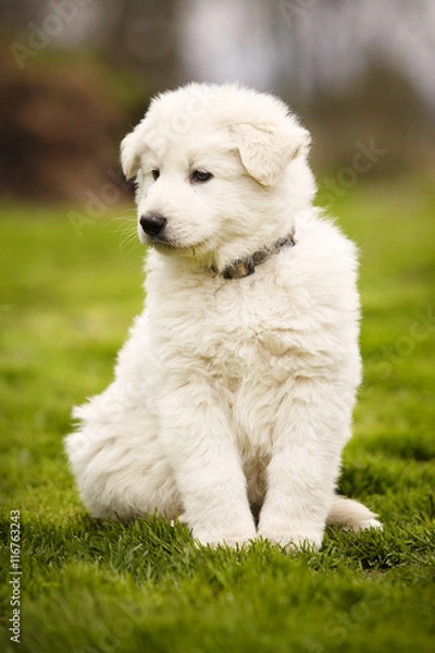Fototapeta Moody eight weeks old Swiss white shepherd puppy on lawn