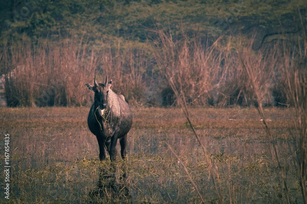 Fototapeta Nilgai