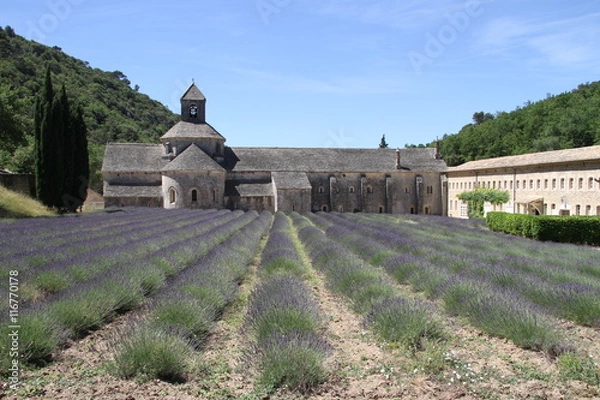 Fototapeta Sénanque Abbey with lavender field in Provence, France