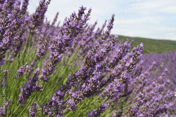 Fototapeta Lavender in bloom