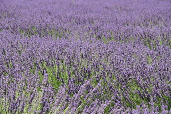 Fototapeta Lavender in bloom