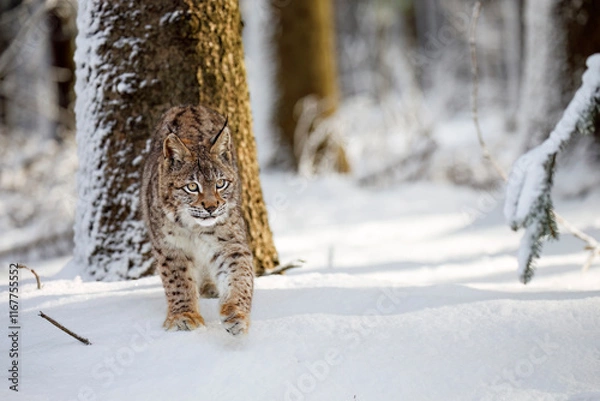 Obraz Lynx in winter. Young Eurasian lynx, Lynx lynx, walks in snowy coniferous forest. Beautiful wild cat in nature. Cute animal with spotted orange fur. Beast of prey in frosty day. Predator in habitat.