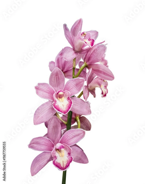 Fototapeta Flowering branch of cymbidium orchids on white background isolated.