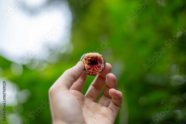 Obraz biting into a freshly picked fig holding in hand with blurred green background summer