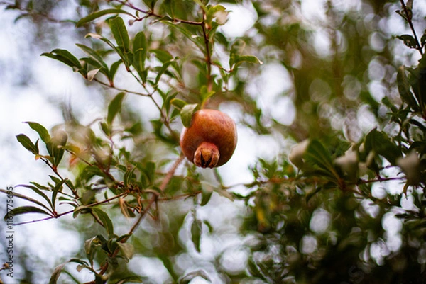 Obraz Pomegranate hanging on a tree in a farm in Iran