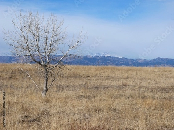 Fototapeta Winter prairie tree with the Rocky Mountains in the background, Colorado