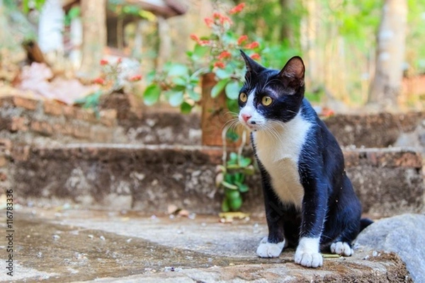 Obraz black cat with white spots
