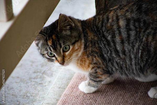 Obraz Cute kitten on the deck 