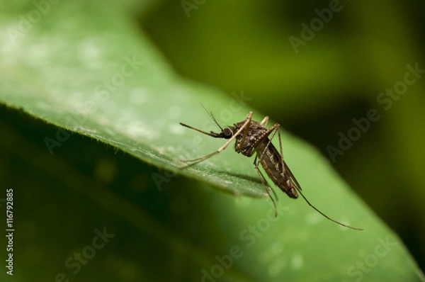 Fototapeta Close-up mosquito in the forest,Thailand