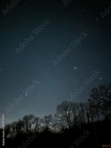 Obraz starry night sky with silhouette of trees