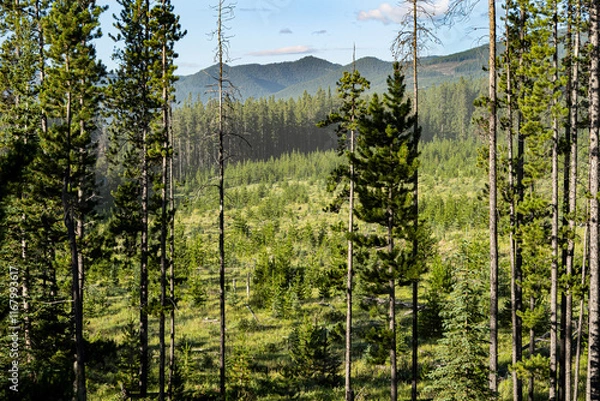 Obraz looking through trees at a reforested cut-block