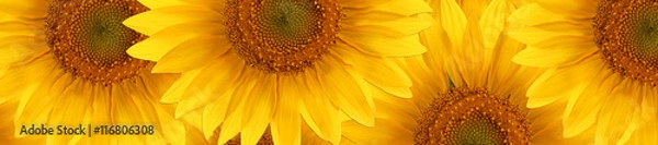 Obraz słonecznik latem