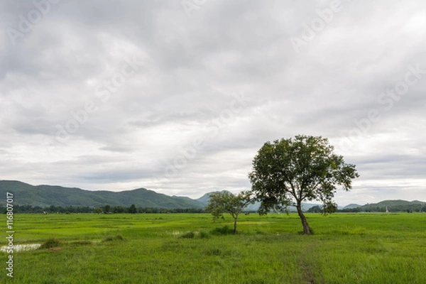 Obraz Trees in the Landscape