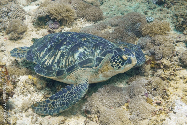 Fototapeta Sea turtles encountered while scuba diving