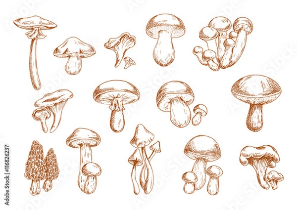 Obraz Edible mushrooms sketches for food design