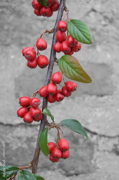 Obraz Red Berries