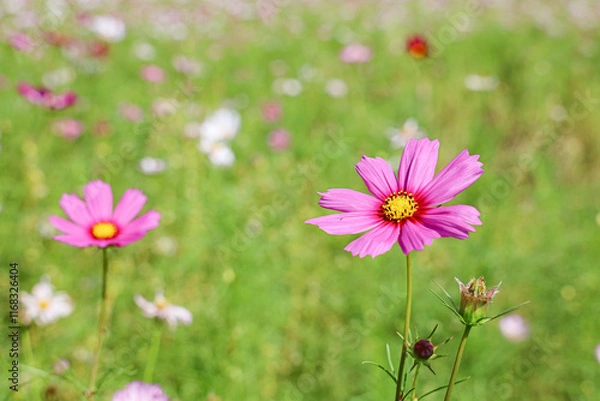 Fototapeta 맑은날씨에 피어난 계절꽃 코스모스 제주 제주시 애월읍 상귀리 항몽유적지