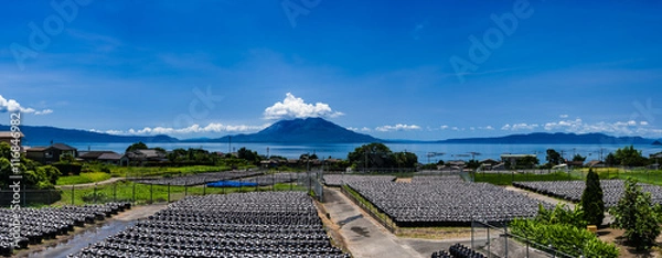 Fototapeta 黒酢の壷畑と桜島の風景