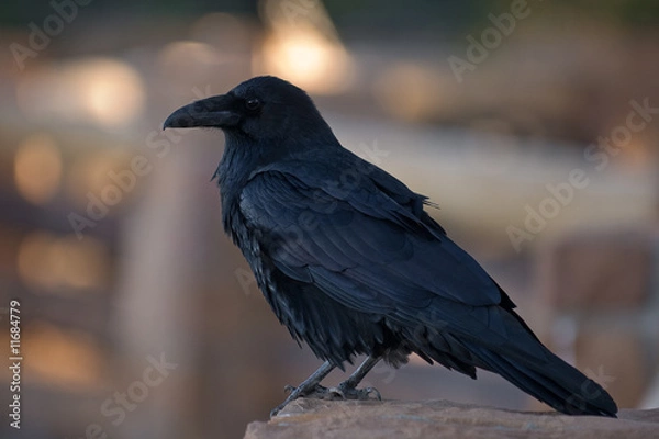 Obraz Common Raven, Corvus corax