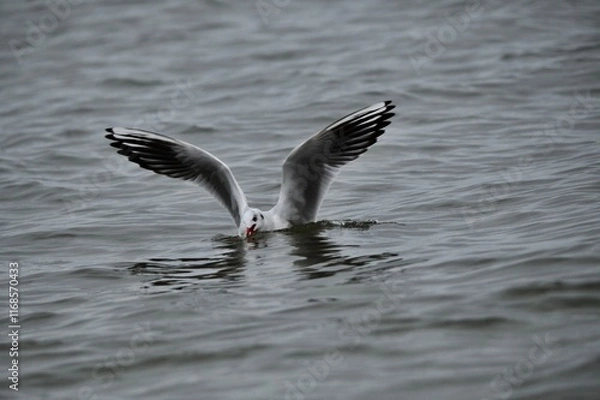 Obraz seagull on the water