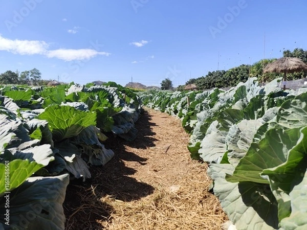 Fototapeta A sunny cabbage field in the countryside surrounded by lush green vines and a clear blue sky.