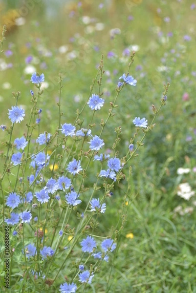 Obraz Cichorium intybus